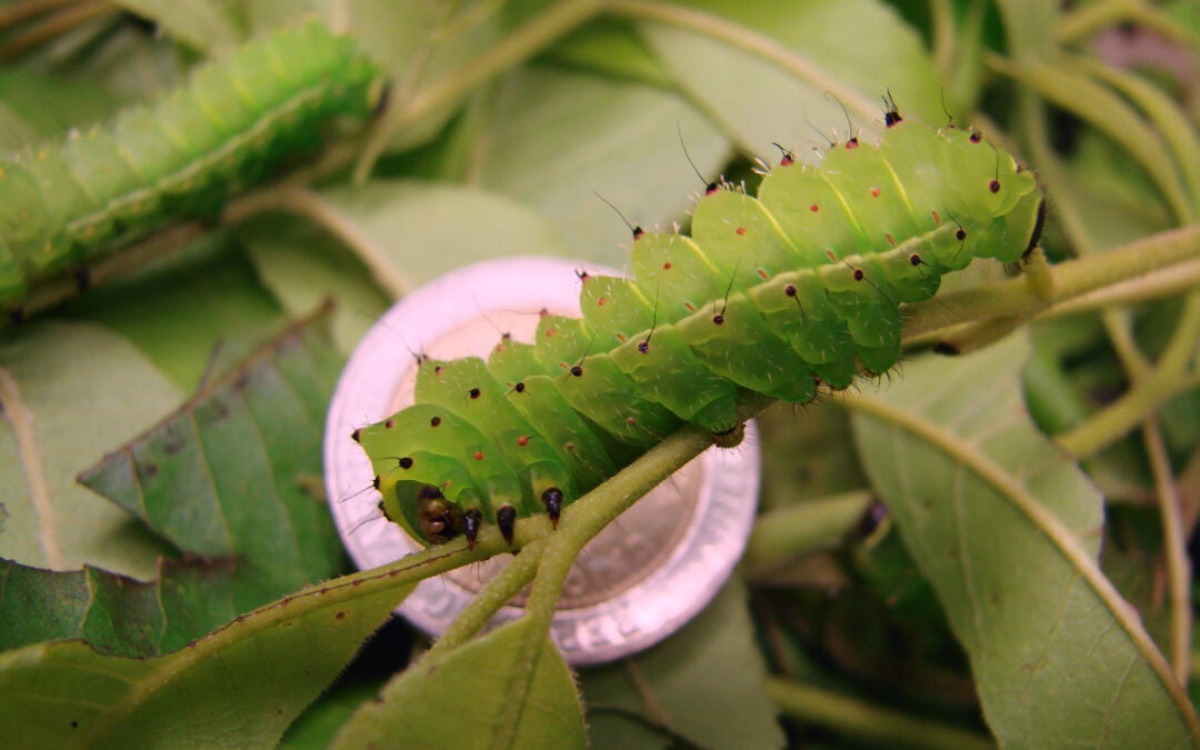 Software development velocity – APIs, caterpillars and giants